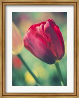 Framed Tulip Sway II