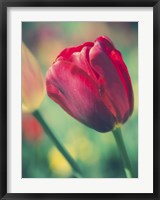 Framed Tulip Sway II