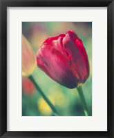 Tulip Sway II Framed Print
