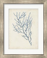 Framed Seaweed Specimens III