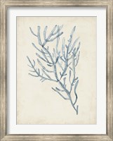 Framed Seaweed Specimens III