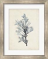 Framed Seaweed Specimens IV