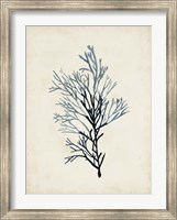 Framed Seaweed Specimens IV