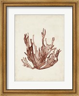 Framed Seaweed Specimens VII