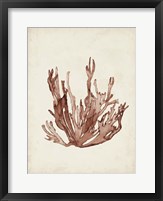 Framed Seaweed Specimens VII