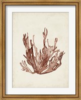 Framed Seaweed Specimens VII