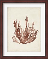 Framed Seaweed Specimens VII