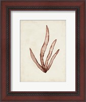 Framed Seaweed Specimens VIII
