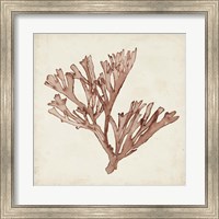 Framed Seaweed Specimens XIII