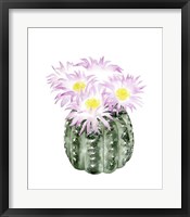 Framed Cactus Bloom I