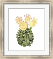 Framed Cactus Bloom II