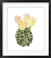 Cactus Bloom II Framed Print