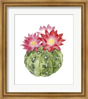 Framed Cactus Bloom III