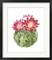 Framed Cactus Bloom III