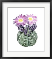 Cactus Bloom IV Framed Print
