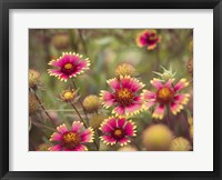 Framed Wild Blooms II