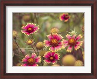 Framed Wild Blooms II