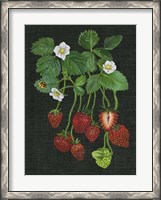 Framed Strawberry Fields II