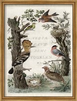 Framed Woodpecker Sanctuary
