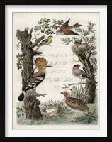 Woodpecker Sanctuary Framed Print