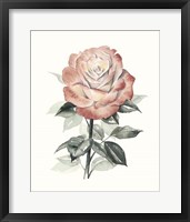 Beholden Rose I Framed Print