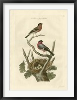 Nozeman Birds & Nests  I Framed Print
