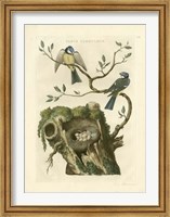 Framed Nozeman Birds & Nests  III
