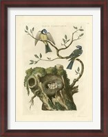 Framed Nozeman Birds & Nests  III