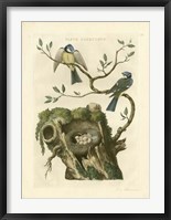 Nozeman Birds & Nests  III Framed Print