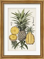 Framed Pineapple Botanical Study I