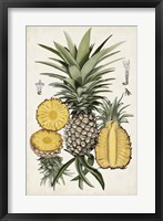 Framed Pineapple Botanical Study I