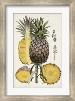 Framed Pineapple Botanical Study II