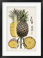 Framed Pineapple Botanical Study II