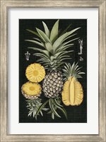 Framed Graphic Pineapple Botanical Study I