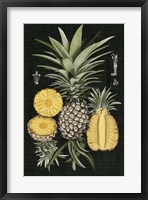 Graphic Pineapple Botanical Study I Framed Print