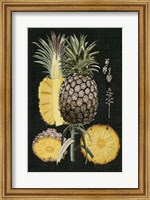 Framed Graphic Pineapple Botanical Study II