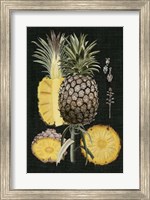 Framed Graphic Pineapple Botanical Study II