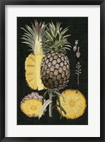 Graphic Pineapple Botanical Study II Framed Print