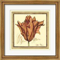 Framed Tulip Study VII