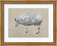 Framed Rocky Mountain Goat