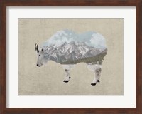 Framed Rocky Mountain Goat