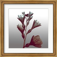 Framed Ombre Freesia Flowers X-Ray