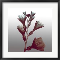 Framed Ombre Freesia Flowers X-Ray