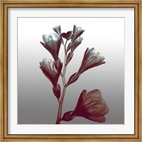 Framed Ombre Freesia Flowers X-Ray