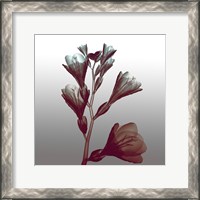 Framed Ombre Freesia Flowers X-Ray