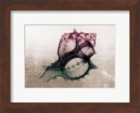 Framed Ombre Sea Shell X-Ray