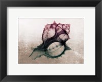 Framed Ombre Sea Shell X-Ray