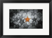 Framed Pop of Color Orange Starfish