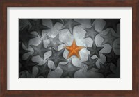 Framed Pop of Color Orange Starfish