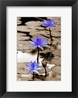 Framed Pop of Color Lotus Flowers